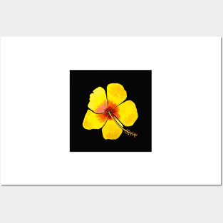 Yellow Hibiscus Flower with a black background Posters and Art